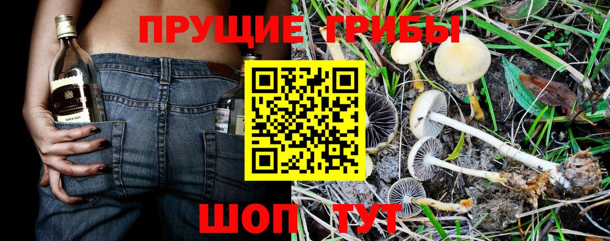 Галлюциногенные грибы Psilocybe Бор